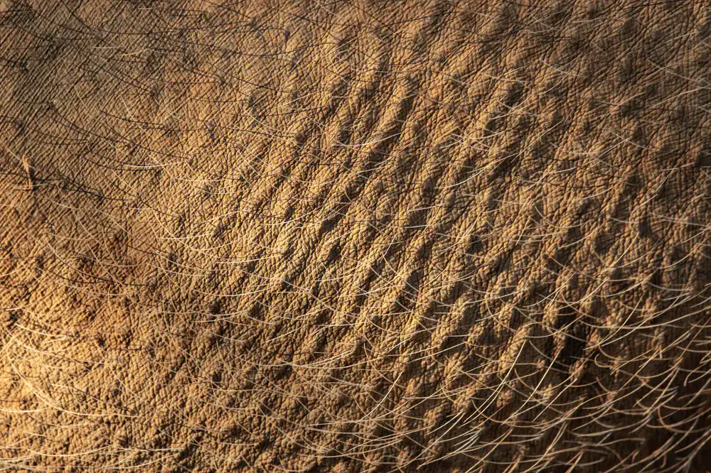 Close up of thick waxed thread being pulled through thick leather
